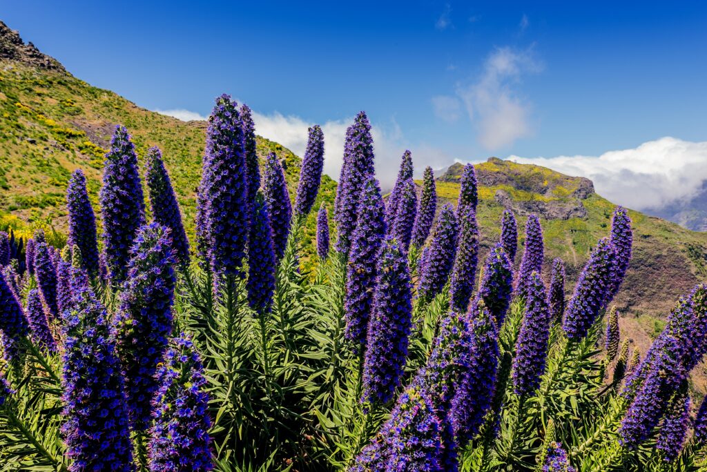Madeira in Zahlen: 150 Tunnel, 30 Wanderwege, 3.100 Kilometer Levadas und 1.204 verschiedene Pflanzenarten